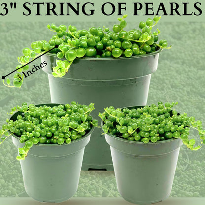 3" String of Pearls Plant Live, Succulent Plants Live in Hanging Basket, Rare Houseplant for Home Office Wedding & Gift Decor (Heat Pack Included)