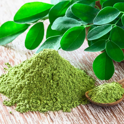 Moringa Tree Plant, 5 to 7 Inc, Live Moringa Plant for Garden, 4 Inc Pot, Growing Outdoor