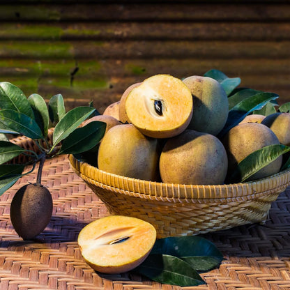 Sapodilla Tree Live Plant for Growing 2 to 3 Feet Tall, in 3 Gallon Pot, Sapodilla Plant Live Outdoor, Cannot Ship to CA