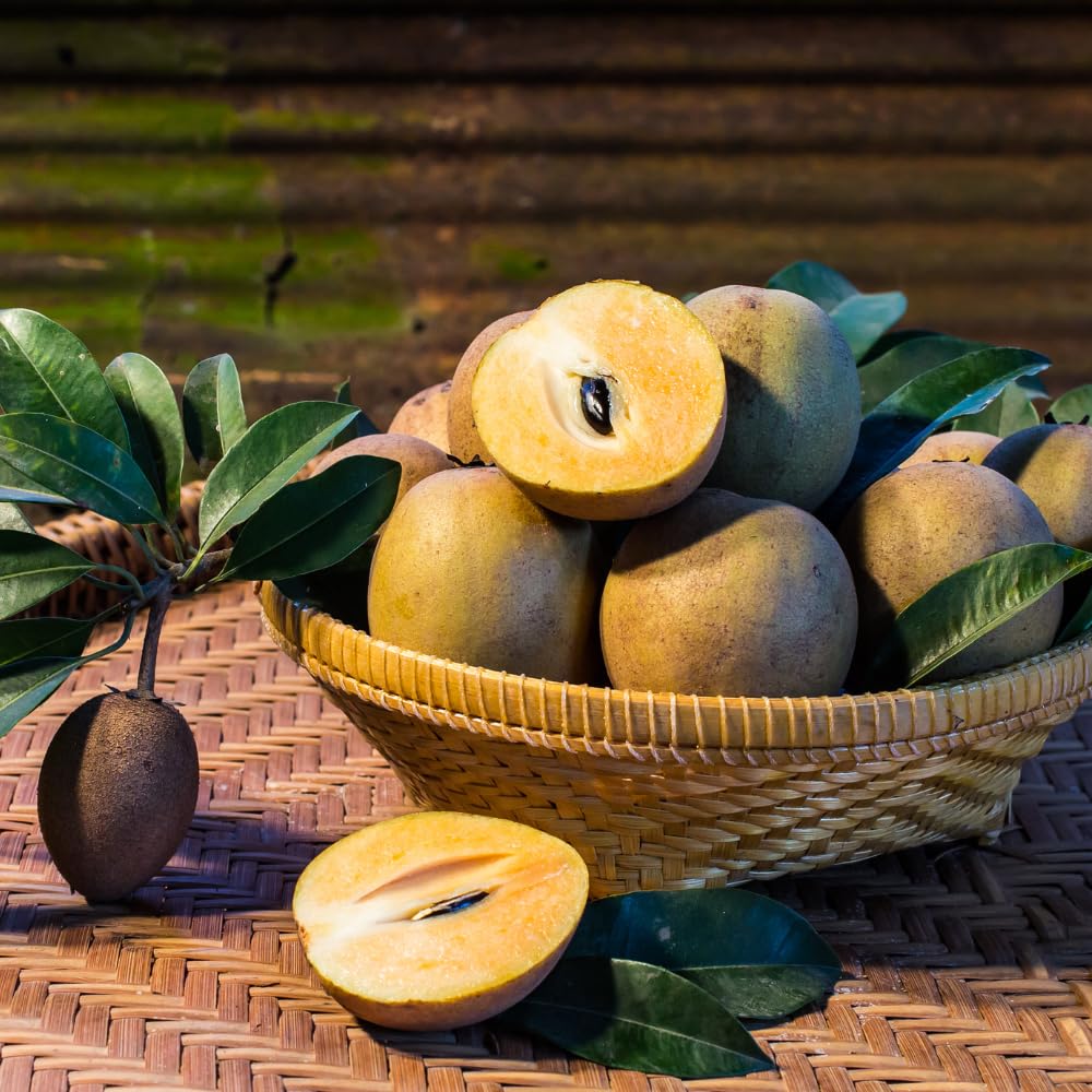 Sapodilla Tree Live Plant for Planting 2 to 3 Feet, in 3 Gallon Pot, Sapodilla Plant Live Ready to Grow, No Shipping to CA
