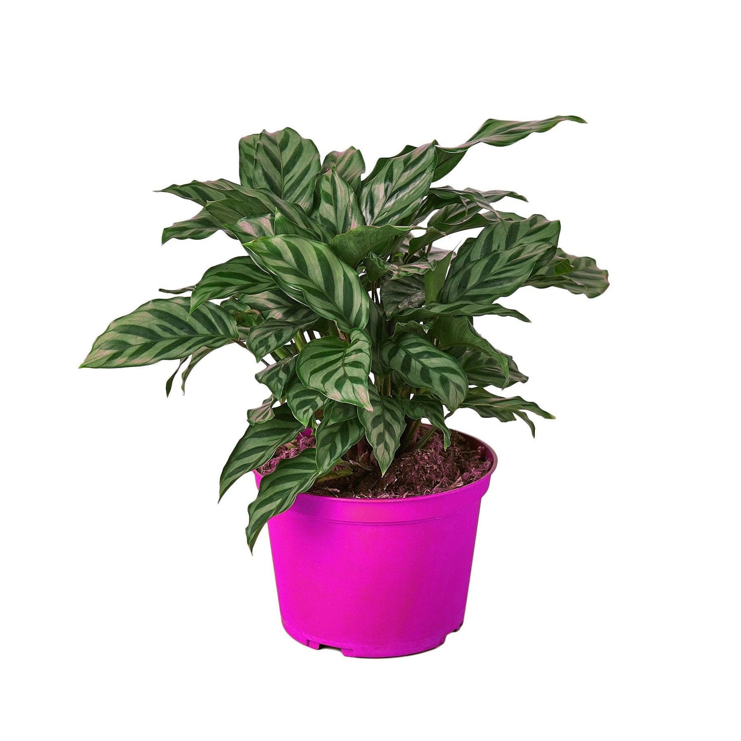 3 Pack Calathea Concinna 'Freddie' in 6in Pot - Live Tropical Houseplant - Easy to Grow | Air Purifying | Pet Friendly | Variegated | USA Growers | The Snobby Leaf
