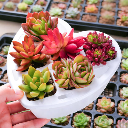 Sprout N Green 6 Live Succulents in Heart Shaped Planter, Assorted Lovely Plants for Mother's Day Valentine's Day Anniversary Housewarming, Romantic Birthday Gift for Your Lover Girlfriend Wife