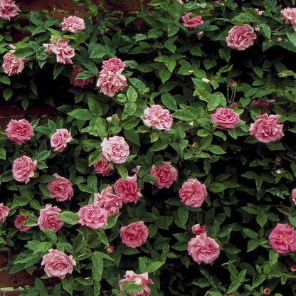 Zephirine Drouhin Climbing Live Rose, 1.5 Gal Potted Live Plant, Fragrant Pink Flowers, Nearly Thornless, Shade Tolerant, Own Root, Stargazer Perennials