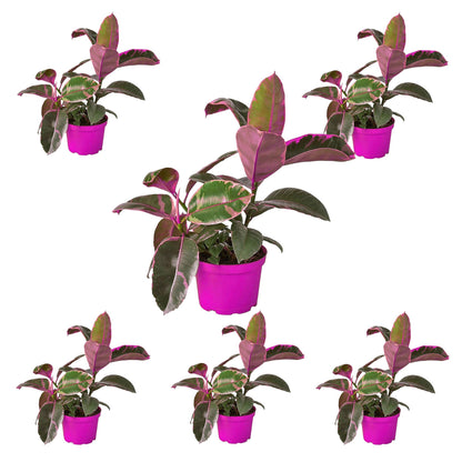 6 Pack Ficus Elastica 'Ruby Pink' in 4in Pot - Live Plants Tropical Houseplants | Variegated | USA Growers | The Snobby Leaf