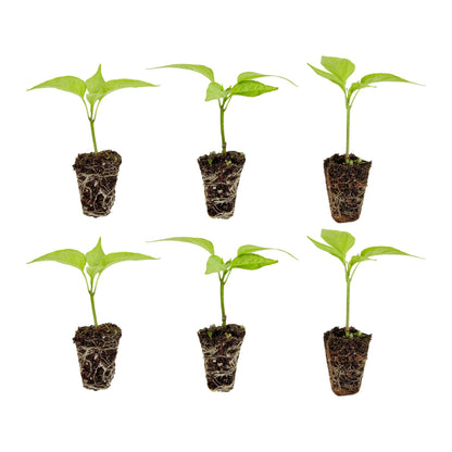 Bonnie Plants Habanero Pepper Plugs, Live Plants, Ideal for Raised Beds and In-Ground Gardens, Extremely Hot Pepper Good for Fresh Eating, Cooking, and Drying, 3 Cubic in., 6-Pack