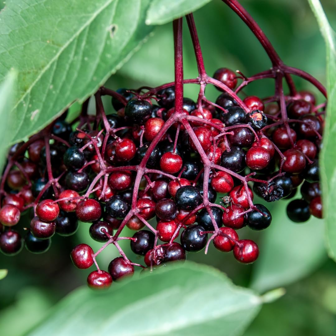 4 Black Elderberry Bushes Trees Plants Live for Planting, 5-9", American Elderberry Cold Hardy for Outdoor Growing