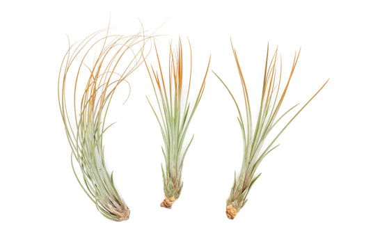 Tangerine Colorful Tillandsia Air Plants - Long Lasting Color Enhanced Live Tillandsia Succulent House Plants - Home and Garden Decor - Easy Care Indoor/Outdoor Plants (Juncea, Pack of 3)