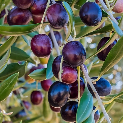 Arbequina Live Olive Tree Plant (2.5–3 Ft Tall), High-Yield, Compact, Drought-Tolerant Olive Tree for Planting Outdoor, No Ship to CA,HI,AK