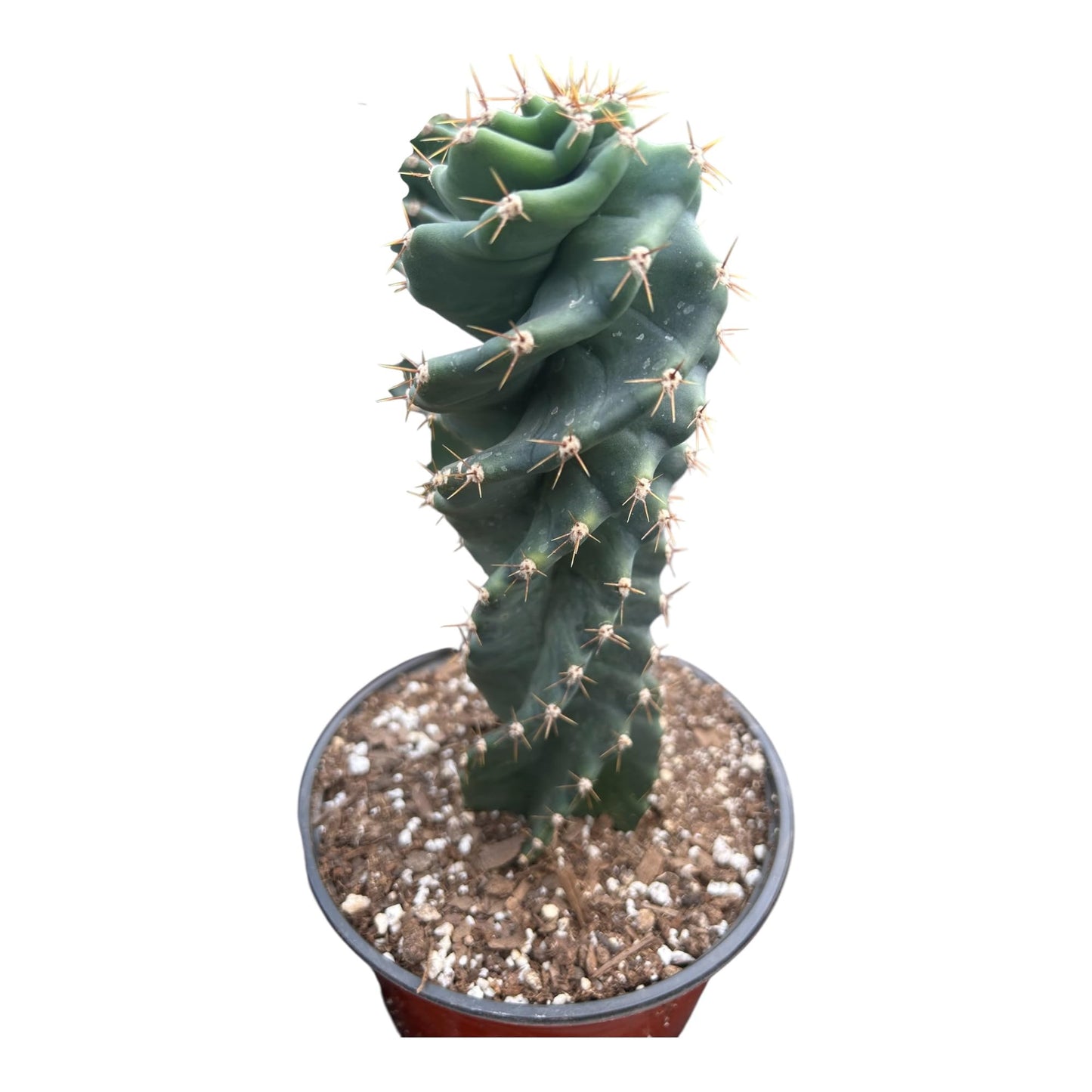 Live Spiral Cactus – Twisted Cereus for Indoor/Outdoor Display | Unique Spiral Succulent in 6-Inch Pot | Low Maintenance Live Plant