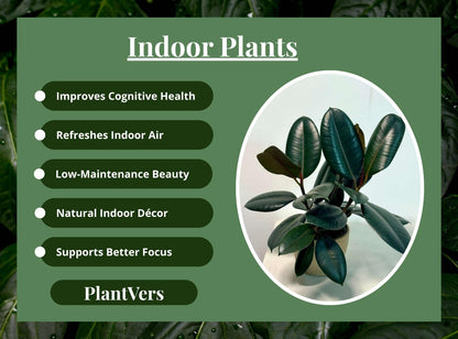 PLANTVERS Ficus Elastica ‘Burgundy’ Live Plant in 6" Grow Pot - Burgundy Rubber Tree – Low-Maintenance Indoor Houseplant | Air-Purifying Indoor Plant