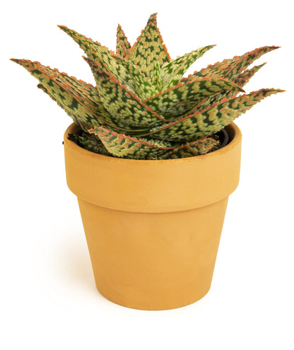 Live Aloe Plant Succulents, Star Aloe Plants Live in Clay Pots for Plants, Succulents Plants Live in Potting Soil, Potted Succulents Live Plants, Cactus Plants Live Succulent Plants by Plants for Pets