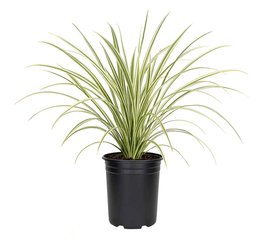 Variegated Liriope | 12 Quart Size Plants | Liriope Muscari | Ground Cover, Ornamental Grass, Shade Tolerant, Low Maintenance, Evergreen Foliage, Border Accent, Drought Tolerant, Perennial Beauty