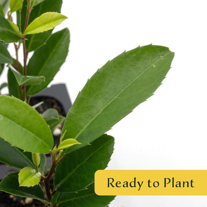 12 Carolina Cherry Laurel in 2.5” Nursery Cubes (Prunus caroliniana) | Evergreen Screening Shrub or Small Tree for Hedges, Borders & Wildlife | Ready-to-Plant Live Starter Plants