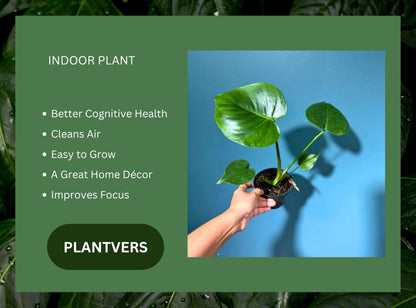 PLANTVERS Live Monstera Deliciosa in a Nursery Pot | Tropical Air Purifying Indoor Plant | Low Maintenance Large Leaf Houseplant | Easy Care Home or Office Décor Plant (2" Grow Pot)