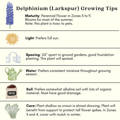 Clovers Garden Delphinium Magic Fountains (Larkspur) Plants – Two (2) Live Plants – Non-GMO - Not Seeds - Each 4" to 8" Tall – in 4" Inch Pots – Large Flower Spikes