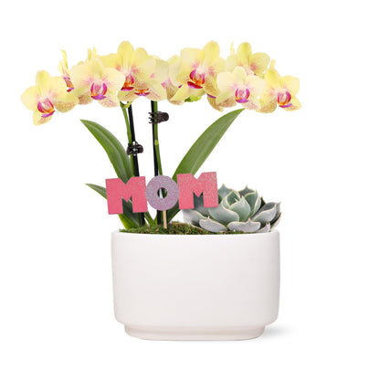 Green Circle Growers 4" Yellow Orchid and Succulent Duo in White Pot with Mom Pick, Indoor Live Plants, House Plant
