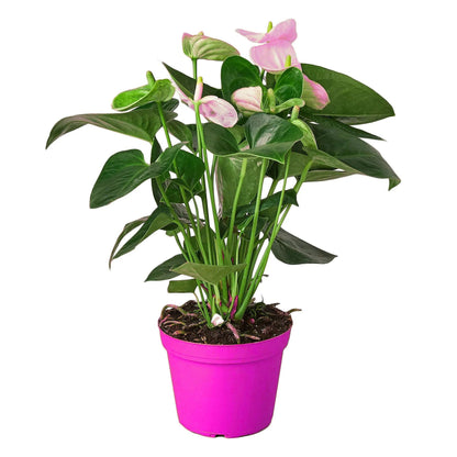 2 Pack Anthurium 'White' in 6in Pot - Live Tropical Houseplant - Easy to Grow | Variegated | USA Growers | The Snobby Leaf