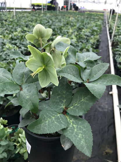 Live Plant Helleborus-X 'Ivory Prince' (Christmas Rose) Walhelivor Perennial, 1-Gallon Potted Plant from Green Promise Farms
