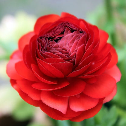 Easy to Grow Ranunculus Tecolote Red 10 Plant Bulbs - Spring Red Blooms in Sun, Carlsbad Flower Fields, Great for Cutting