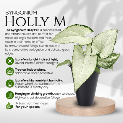 Syngonium Holly M (4 Pack) Live Starter Plants, Variegated Arrowhead Vine Houseplants, Easy Care Indoor Tropical Plants Live, Decorative Foliage Plants