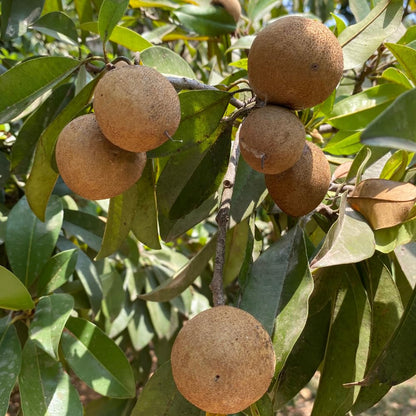 Sapodilla Tree, Sweet Tropical Sapote Fruit Tree Live Plant, 2-3' Tall in 3 Gallon Pot for Planting, No Ship to CA
