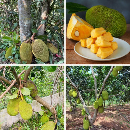 Jackfruit Tropical Live Plant 2-3 Feet in One Gallon Pot, Sweet Jackfruit Fruit Tree for Planting Outdoor, Tropical Jackfruit Fruit Plant for Indoor Outdoor Garden or Landscape