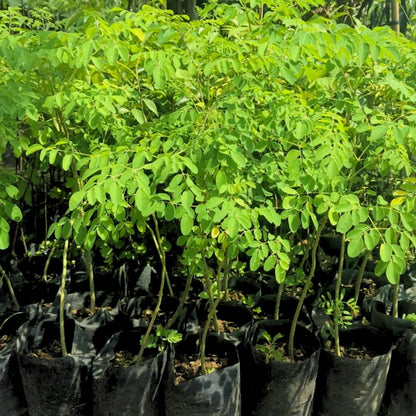 2 Malunggay Plants Moringa Oleifera Trees Live Plant for Planting, Drumstick Horseradish, 6 to 8 Inches in Tall
