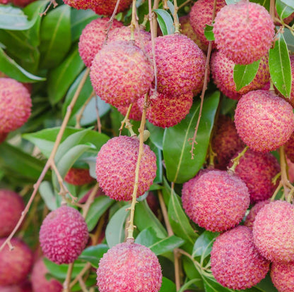 15+Lychee Tropical Fruit Seeds for Planting Outdoor- Non-GMO Heirloom Litchi Seed for Exotic Home Gardening-Perennial Psidium Guajava Exotic Fruit for Plant Indoor Bonsai Tree
