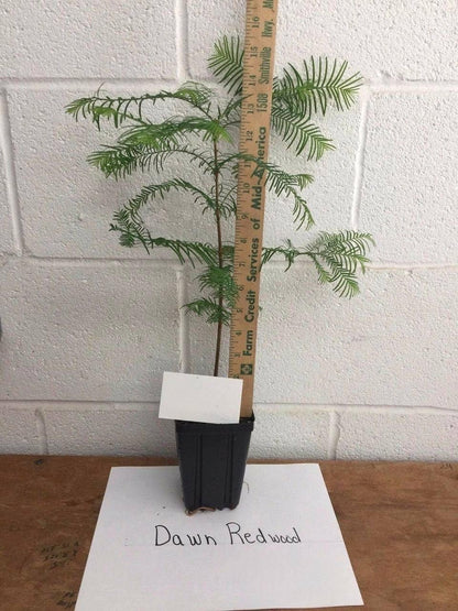 Dawn Redwood Tree - 8-12" Tall Live Plant - Quart Pot - Metasequoia glyptostroboides