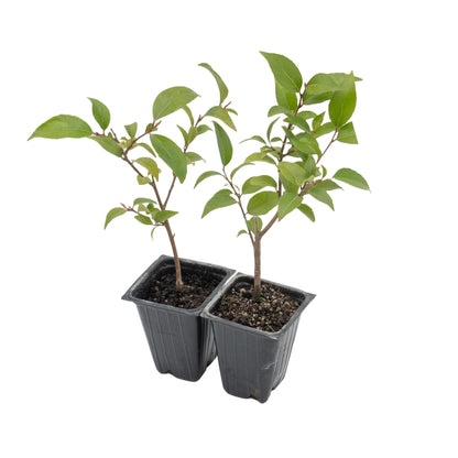 2 Xylosma Congestum, Live Plants – Shiny Xylosma in 2.5” Nursery Cubes – Fast-Growing, Low-Maintenance Evergreen Shrub for Hedges & Landscaping