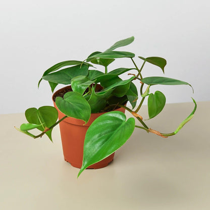 Philodendron Cordatum Heartleaf | Live Plant for Indoor & Outdoor | for Living Room, Office, Bathroom | (4" Pot)