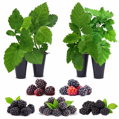 Blackberry Plant Collection (4 Pack) Live Fruit Plants for Planting | 4 Different Varieties for a Continuous Harvest | Thornless & Thorny Mix| Large, Sweet & Juicy Berries |Perfect for Organic Gardens