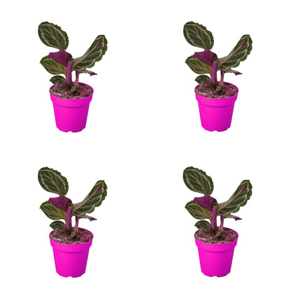 4 Pack Calathea Roseopicta 'Medallion' in 6in Pot - Live Plants Tropical Houseplants | Variegated | USA Growers | The Snobby Leaf