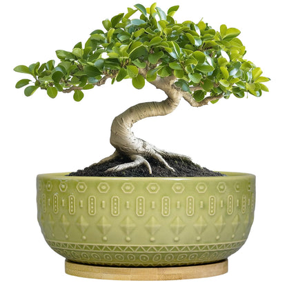 Fivepot Bonsai Tree Pot - 8 Inch Ceramic Succulent Pots with Drainage Hole and Saucer, Boho Round Shallow Planter Bowl for Indoor Plants Flower, Office Decor, Gifts for Women & Men, Green