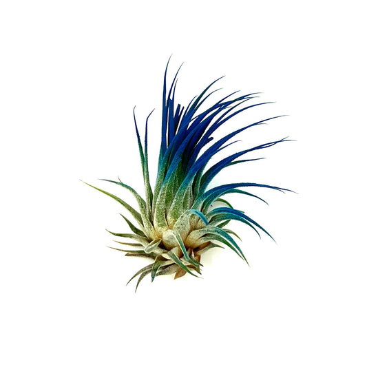 ragnaroc Air Plants - Tillandsia Ionantha, Regular 2-3" - 1ct - Organically Enhanced Color - Live Arrival Guaranteed - House Plants for Home Decor & Gift, Ocean