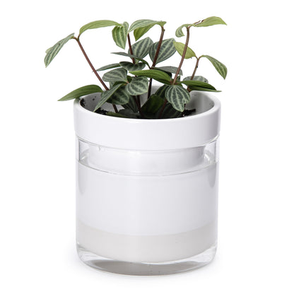 Phoenix Vine 4 Inch Self Watering Planter, White Terracotta Clay Pot with Glass Reservoir for Indoor Plants, Herbs, Flowers, Set of 1, 52-B-E-1