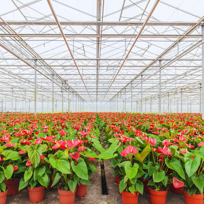 Red Anthurium Plant Live, Anthurium Flower Tree, 6'' Pot, Houseplant Live Plant for Home Decoration, No Ship to CA