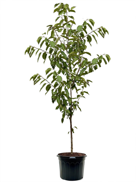 American Plant Exchange Cherry Tree 'Accolade' – Live Ornamental Flowering Plant, 3-4 ft Tall, 7-Gallon Pot, Cold-Hardy, Stunning Pink Blooms for Home Gardens, Backyard Landscapes & Year-Round Beauty
