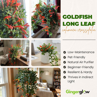 Traling Golden Fish Plant Live, 4-6 Inch Tall, Columnea Goldfish Plant with Long Foliage for Hanging Baskets or Indoor Display
