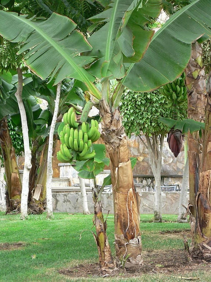 Puerto Rican Plantain Tree Seedling, 12 in Live Tropical Fruit Plant, Seed Grown, Outdoor Growing, USDA Zones 9-11