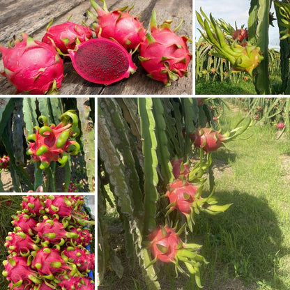 4" Red Dragon Fruit Live Plant, Tropical Dragon Fruit Live Plant in Pot, Tropical Tree for Planting Garden