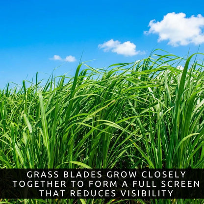 1,000 Privacy Grass Seeds for Planting - Skyscraper/Elephant Grass - Fast Growing Tall Ornamental Greens Up to 10 Feet - Dense Natural Privacy Screen - Easy to Grow (Approx 1,000 Seeds)