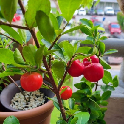 Acerola Red Cherry Seedling, Barbados Cherry Live Plant, 5-9” Tall