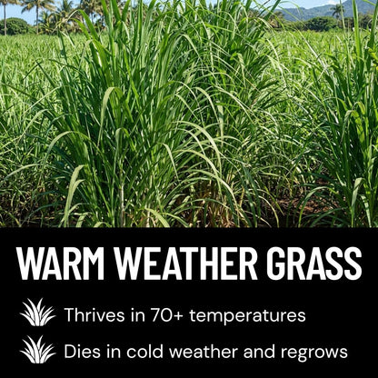 Elephant Grass Seeds - Tallest Grass in the World - Ships from Iowa, Made in USA (1,000 Seeds)