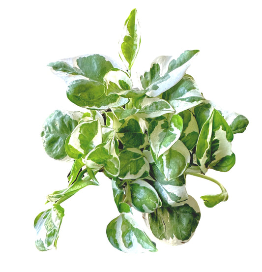 Hopewind Plants Shop Pothos N’Joy Live Indoor Plant, 4 inch Pot, Variegated White and Green Leaves - Easy to Care for - Perfect for Indoor and Outdoor Home Decor, Office, and Gift- Pot Included