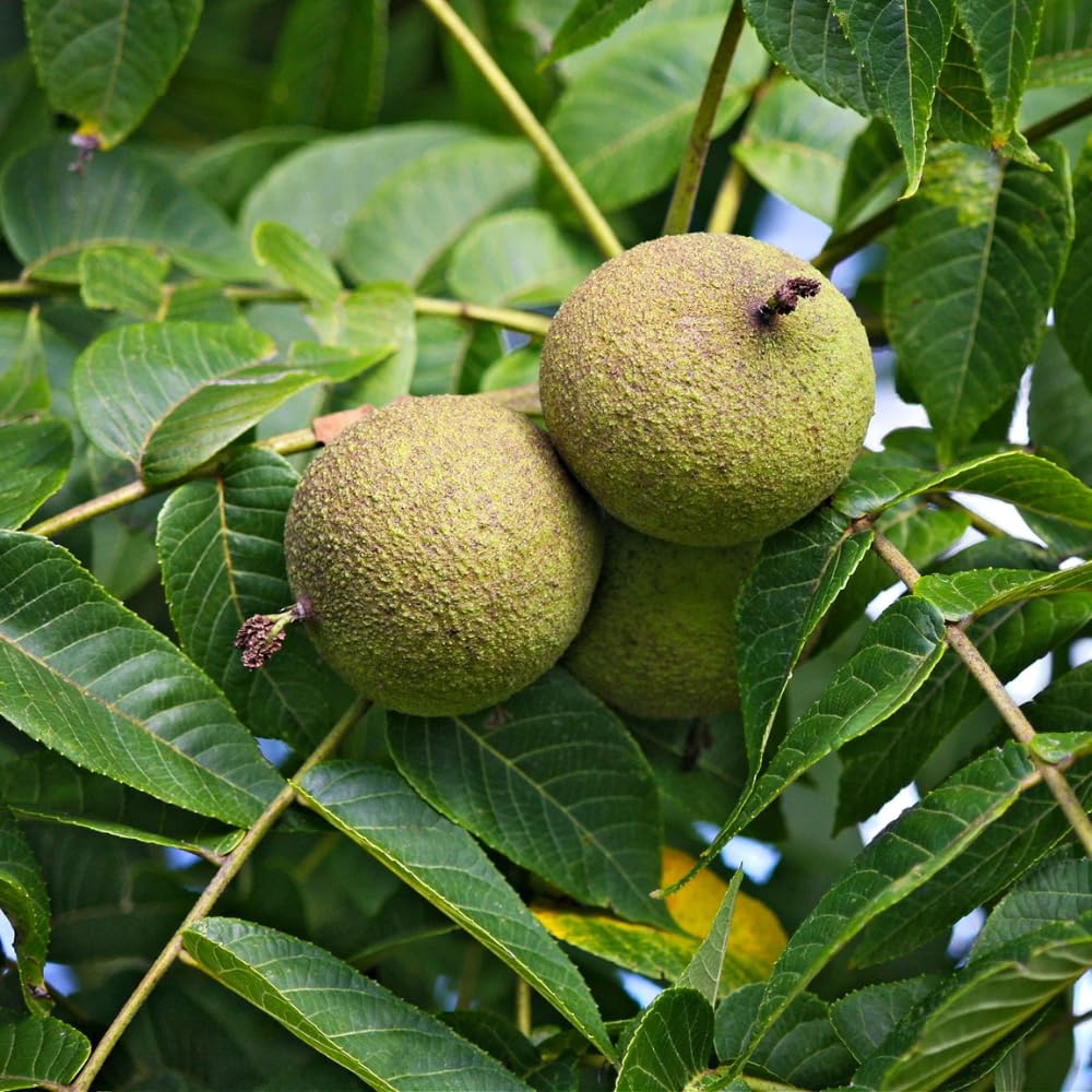 Black Walnut Tree Live Plant in 4" Pot, Hardy Walnut Plant 1 Year Old for Outdoor Planting
