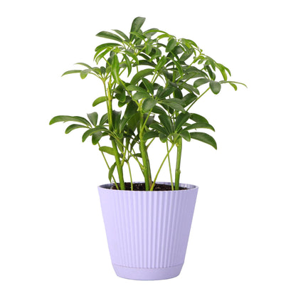 Thorsen's Greenhouse Live Arboricola Umbrella Tree Plant, Schefflera Arboricola, Natural Air Purifier, Easy to Grow, Live Indoor Houseplant, 4-inch Diameter (Lavender)