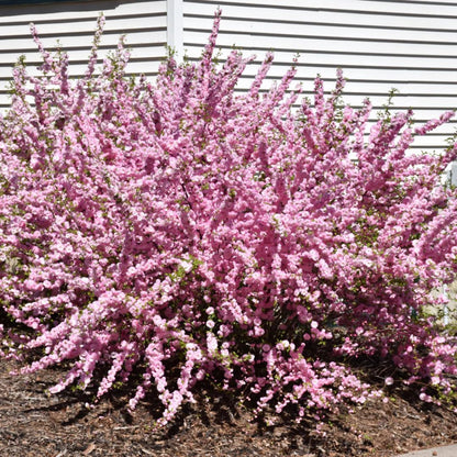 Flowering Almond Shrubs Trees Live Plants in Pot, Well-Rooted Fragrant Flowering Plum Bushes, 8-12 Inches Tall, Ornamental Tree for Outdoor Planting