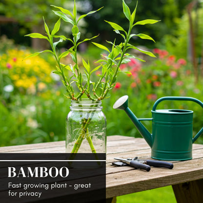 1,000+ Fresh Giant Bamboo Seeds for Planting - Quick Growth and Winter Hardy Privacy Screen, Good for Environment