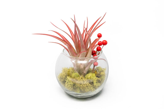 Air Plant Shop Festive Terrarium Air Plants - Wholesale and Bulk - Succulents - Live Tillandsia - Easy Care Indoor and Outdoor House Plants